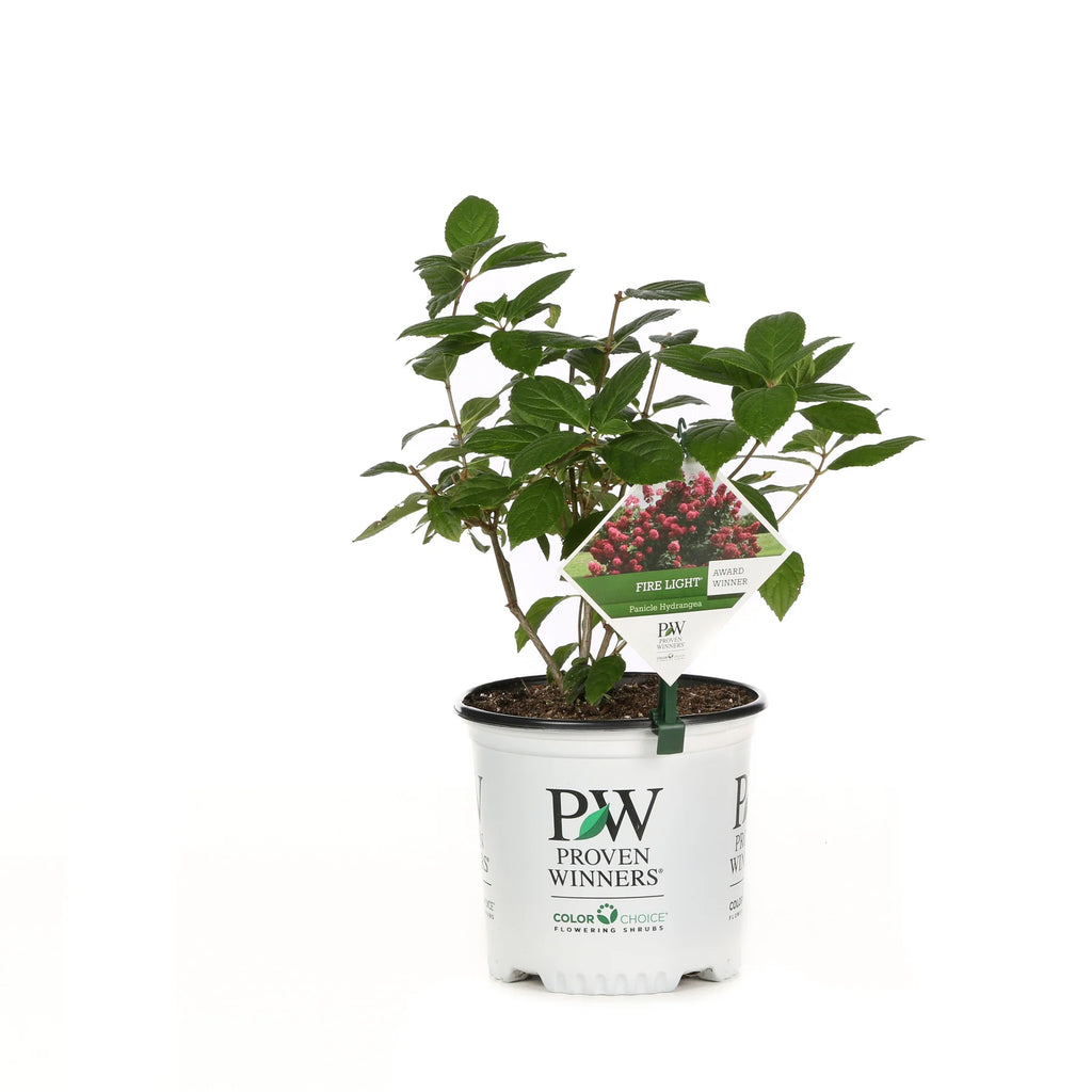 Proven Winners® Fire Light® Panicle Hydrangea (paniculata)