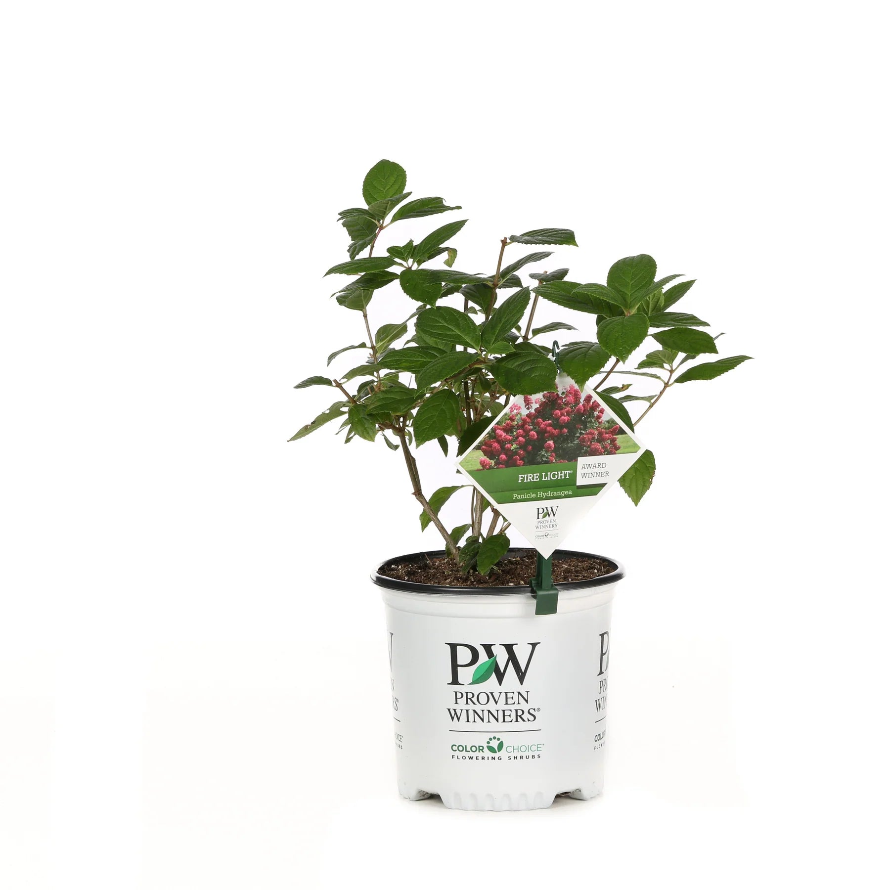 Proven Winners® Fire Light® Panicle Hydrangea (paniculata)