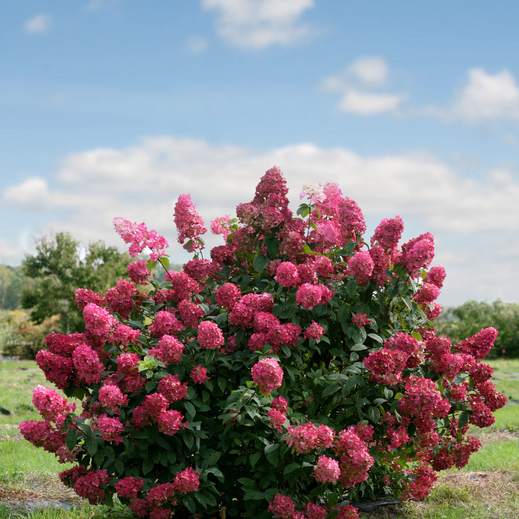 Proven Winners® Fire Light® Panicle Hydrangea (paniculata)