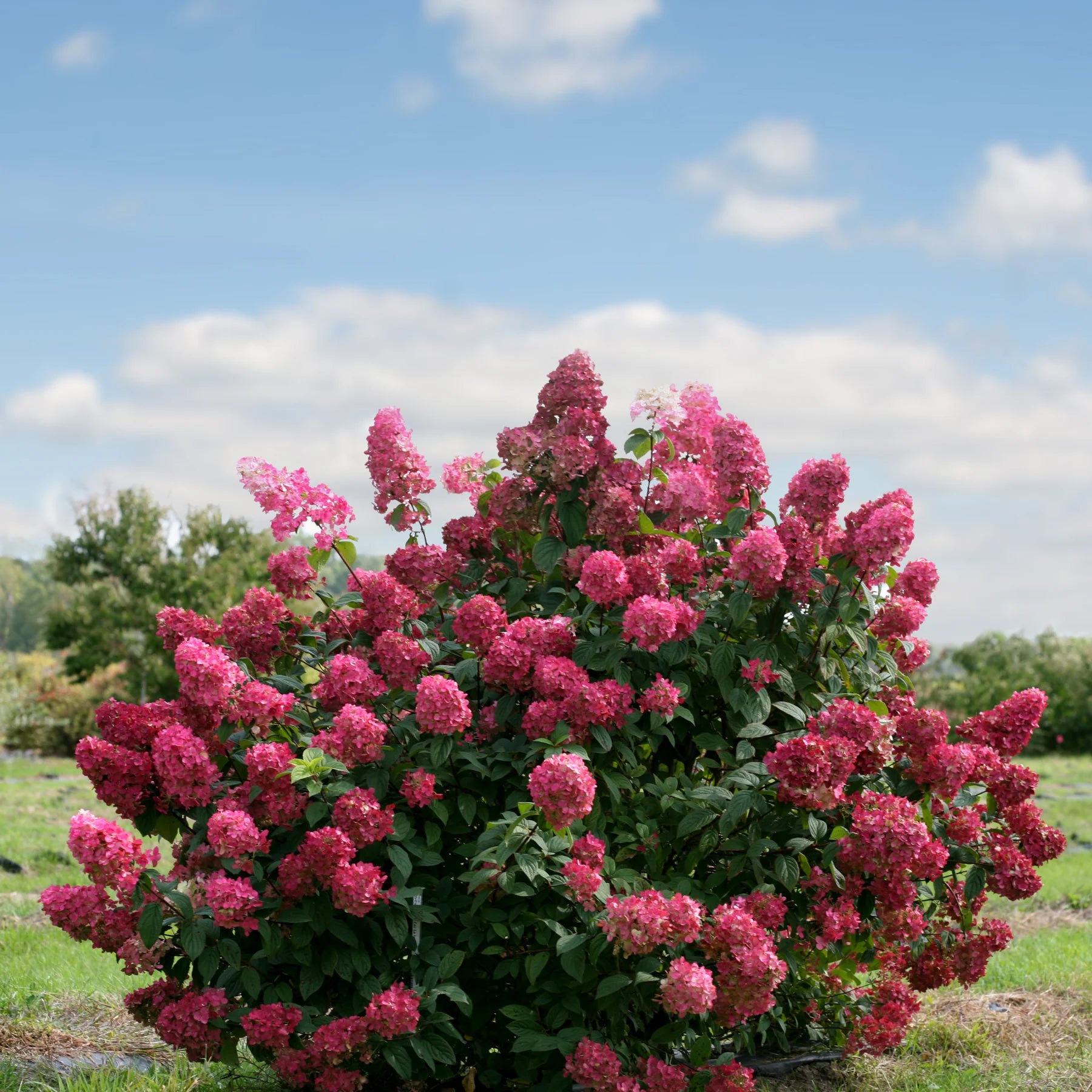 Proven Winners® Fire Light® Panicle Hydrangea (paniculata)