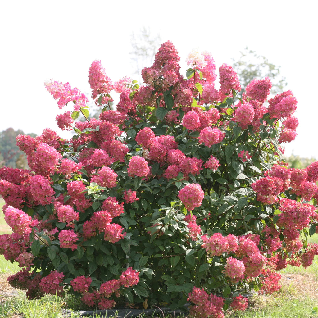 Proven Winners® Fire Light® Panicle Hydrangea (paniculata)
