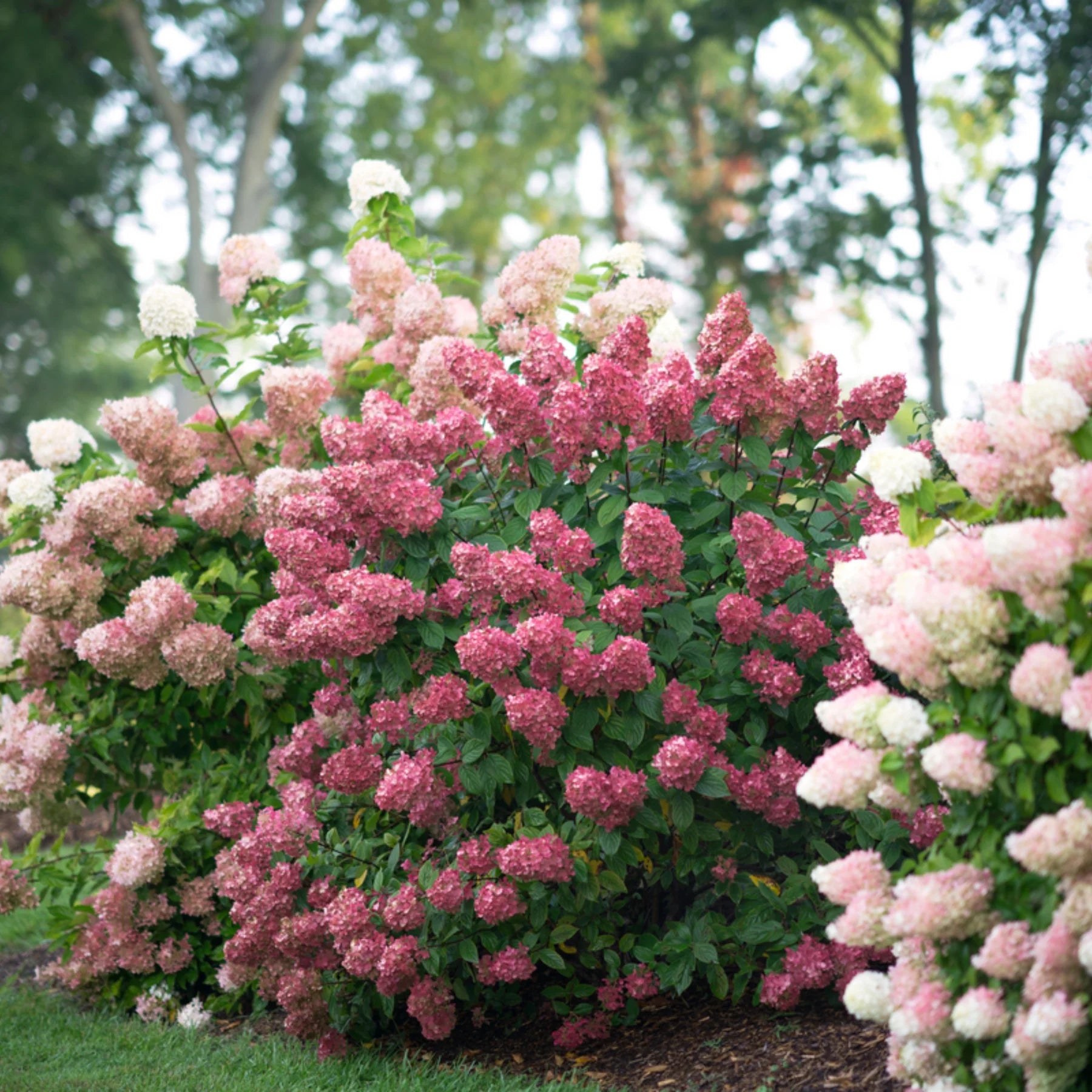Proven Winners® Fire Light® Panicle Hydrangea (paniculata)