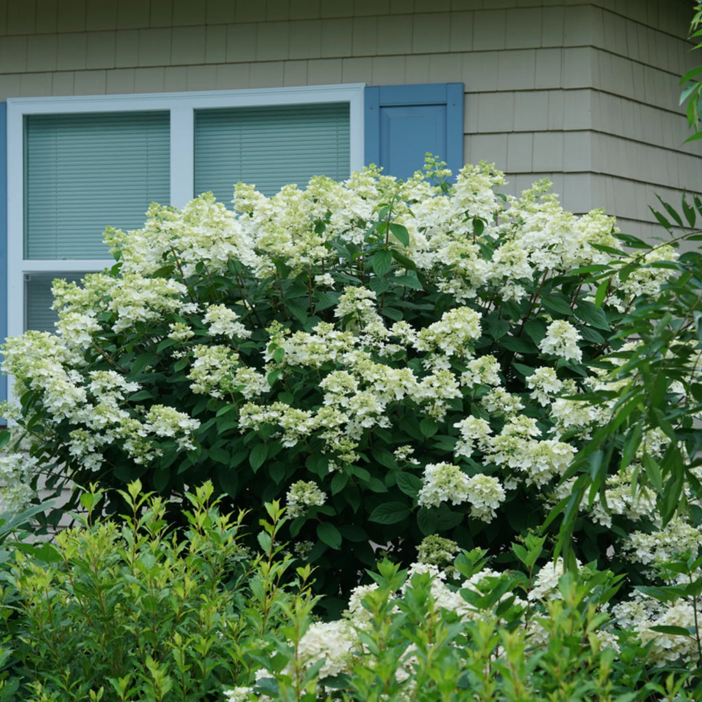 Proven Winners® Fire Light® Panicle Hydrangea (paniculata)