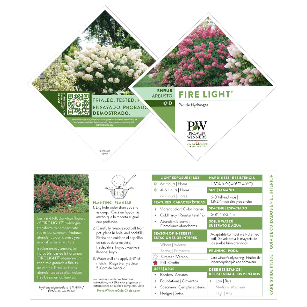Proven Winners® Fire Light® Panicle Hydrangea (paniculata)