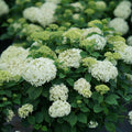 Proven Winners® Invincibelle Wee White® Smooth Hydrangea (arborescens)