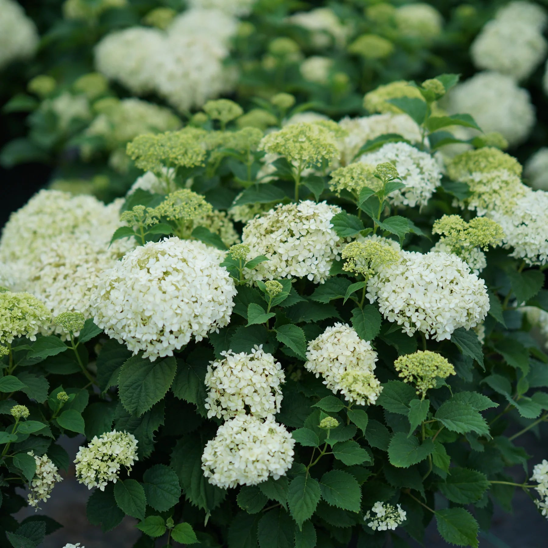 Proven Winners® Invincibelle Wee White® Smooth Hydrangea (arborescens)