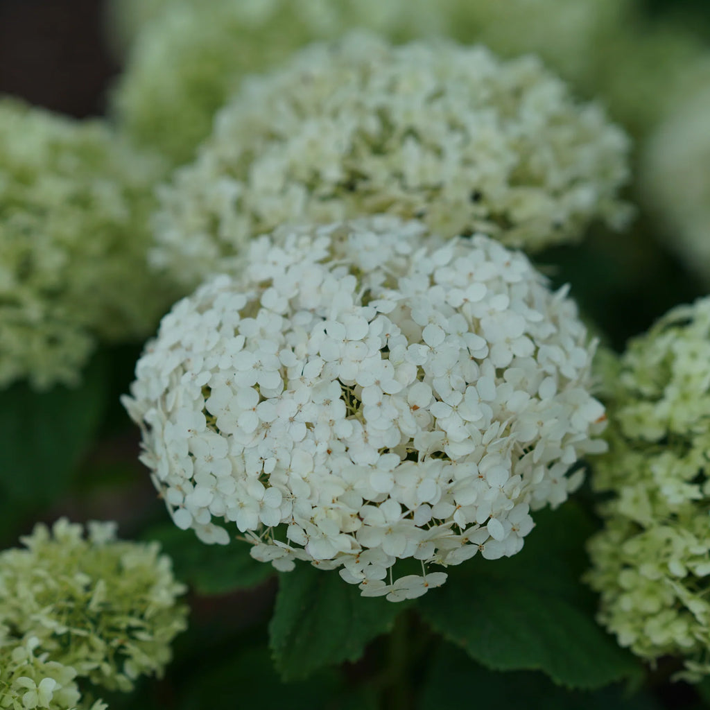 Proven Winners® Invincibelle Wee White® Smooth Hydrangea (arborescens)