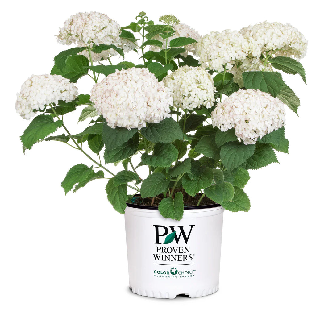 Proven Winners® Invincibelle Wee White® Smooth Hydrangea (arborescens)