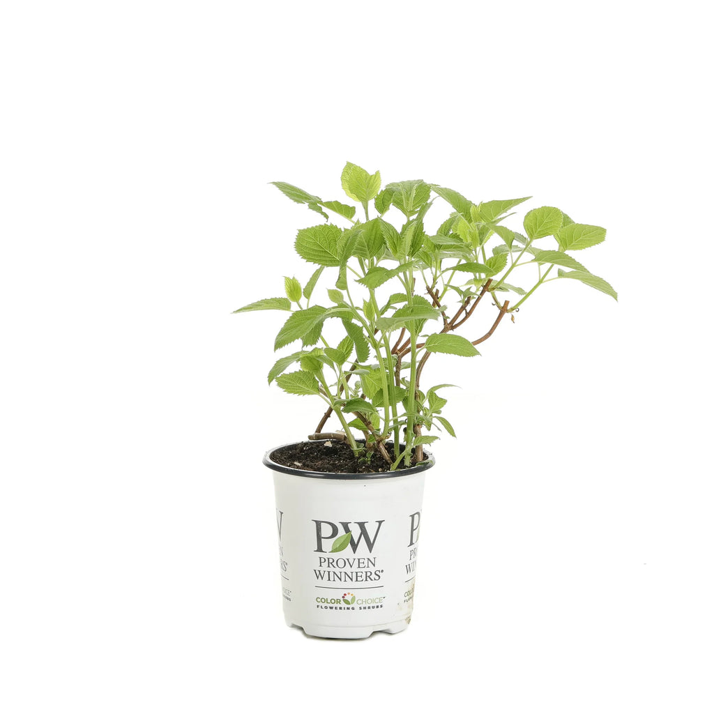 Proven Winners® Invincibelle Wee White® Smooth Hydrangea (arborescens)