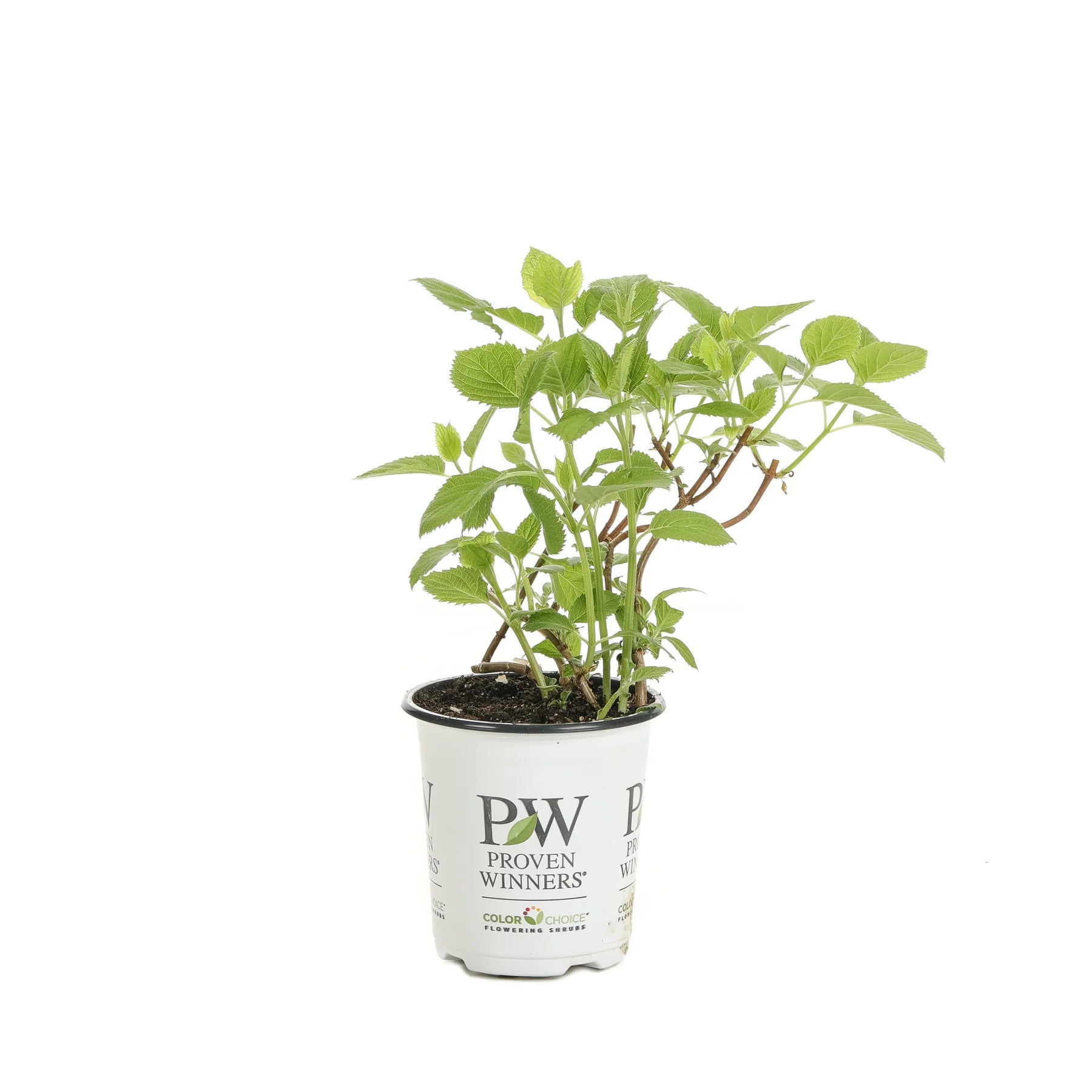 Proven Winners® Invincibelle Wee White® Smooth Hydrangea (arborescens)
