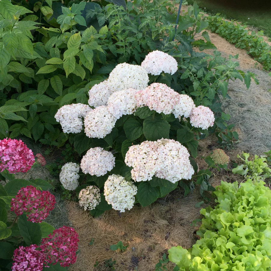 Proven Winners® Invincibelle Wee White® Smooth Hydrangea (arborescens)
