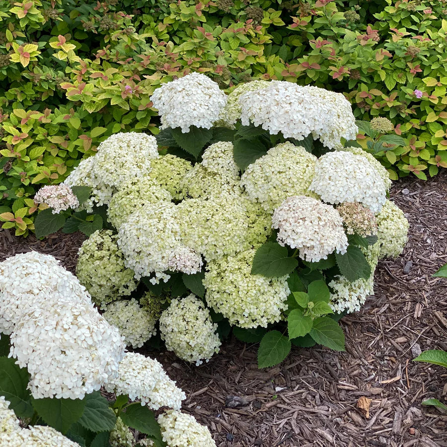 Proven Winners® Invincibelle Wee White® Smooth Hydrangea (arborescens)