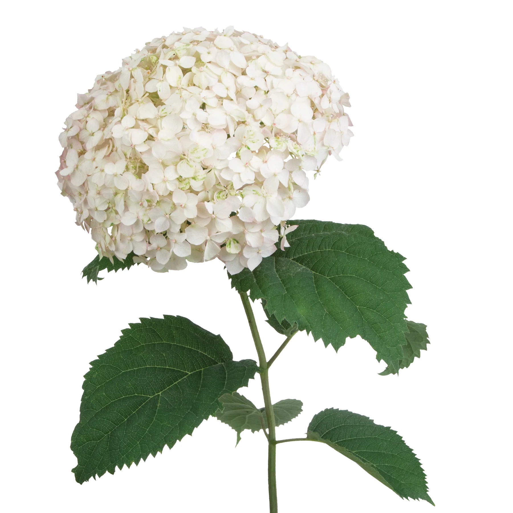 Proven Winners® Invincibelle Wee White® Smooth Hydrangea (arborescens)