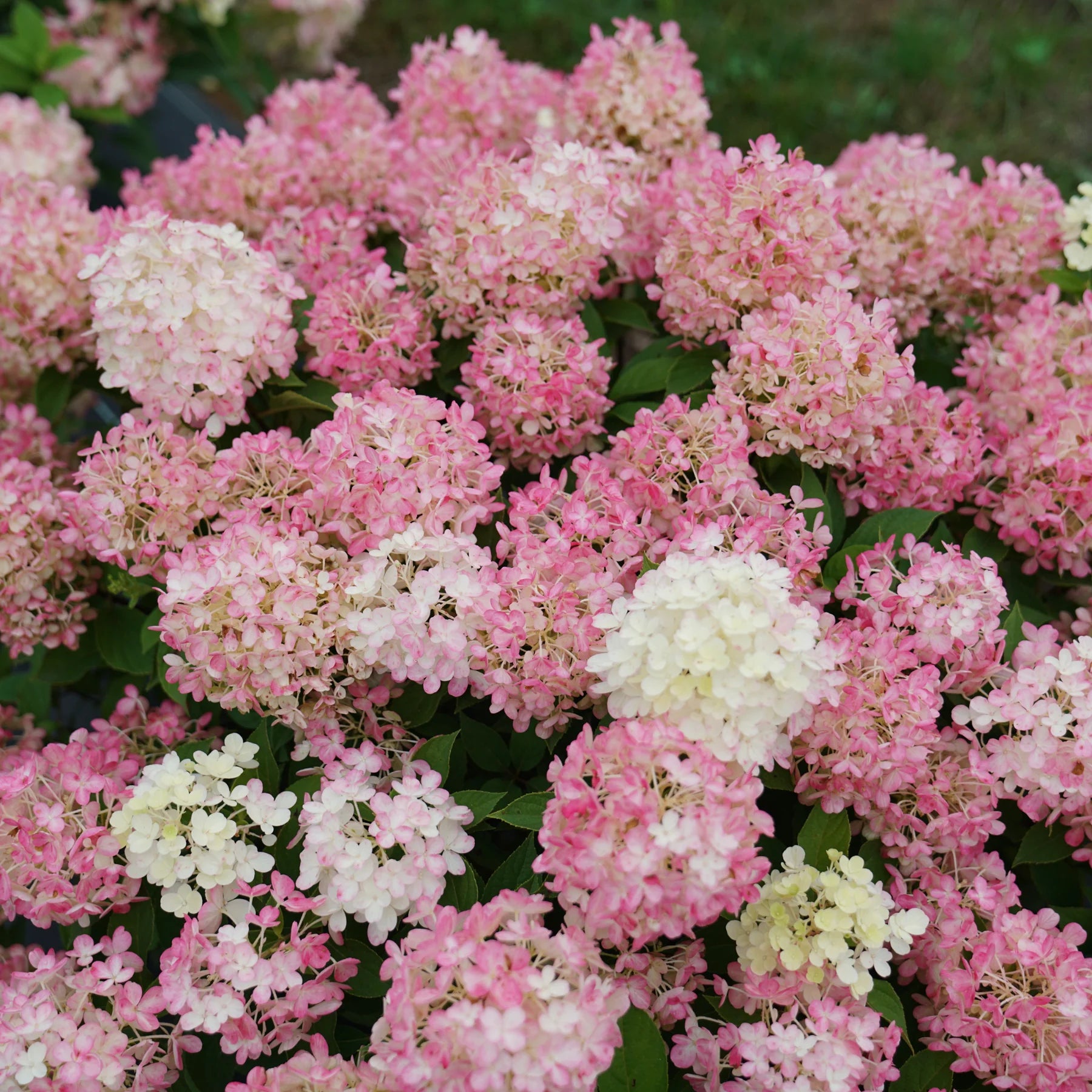 Proven Winners® Fire Light Tidbit® Panicle Hydrangea (paniculata)