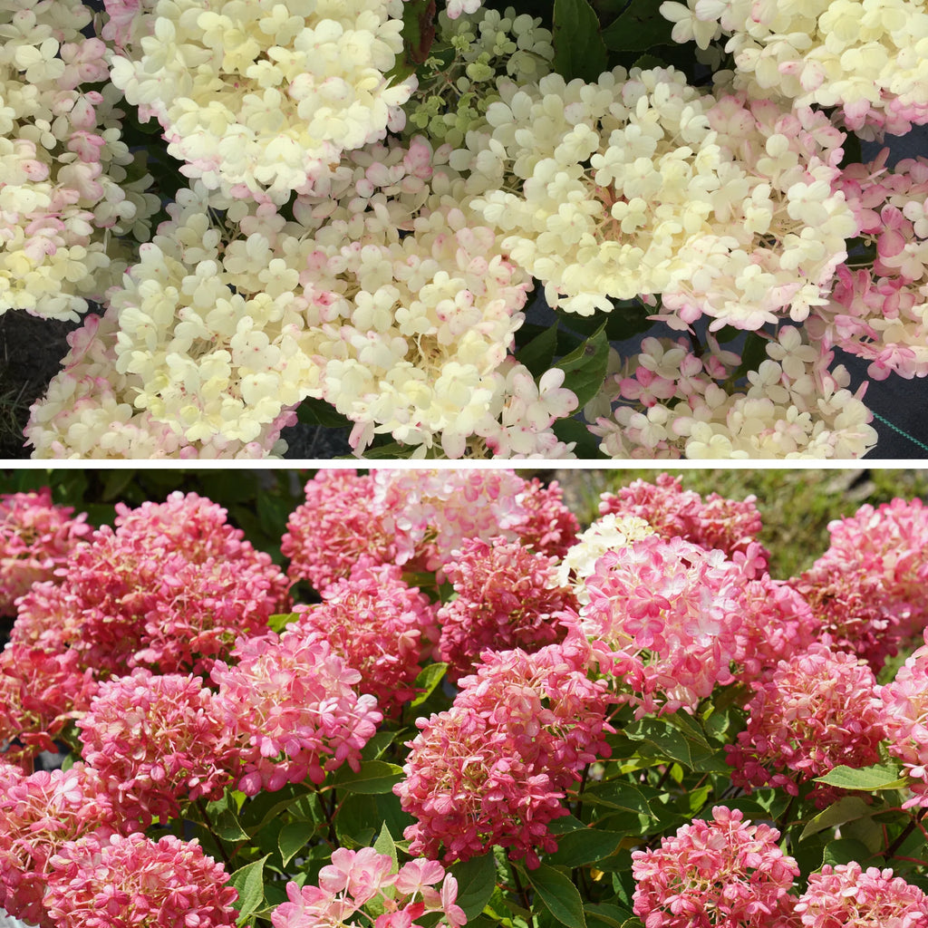 Proven Winners® Fire Light Tidbit® Panicle Hydrangea (paniculata)