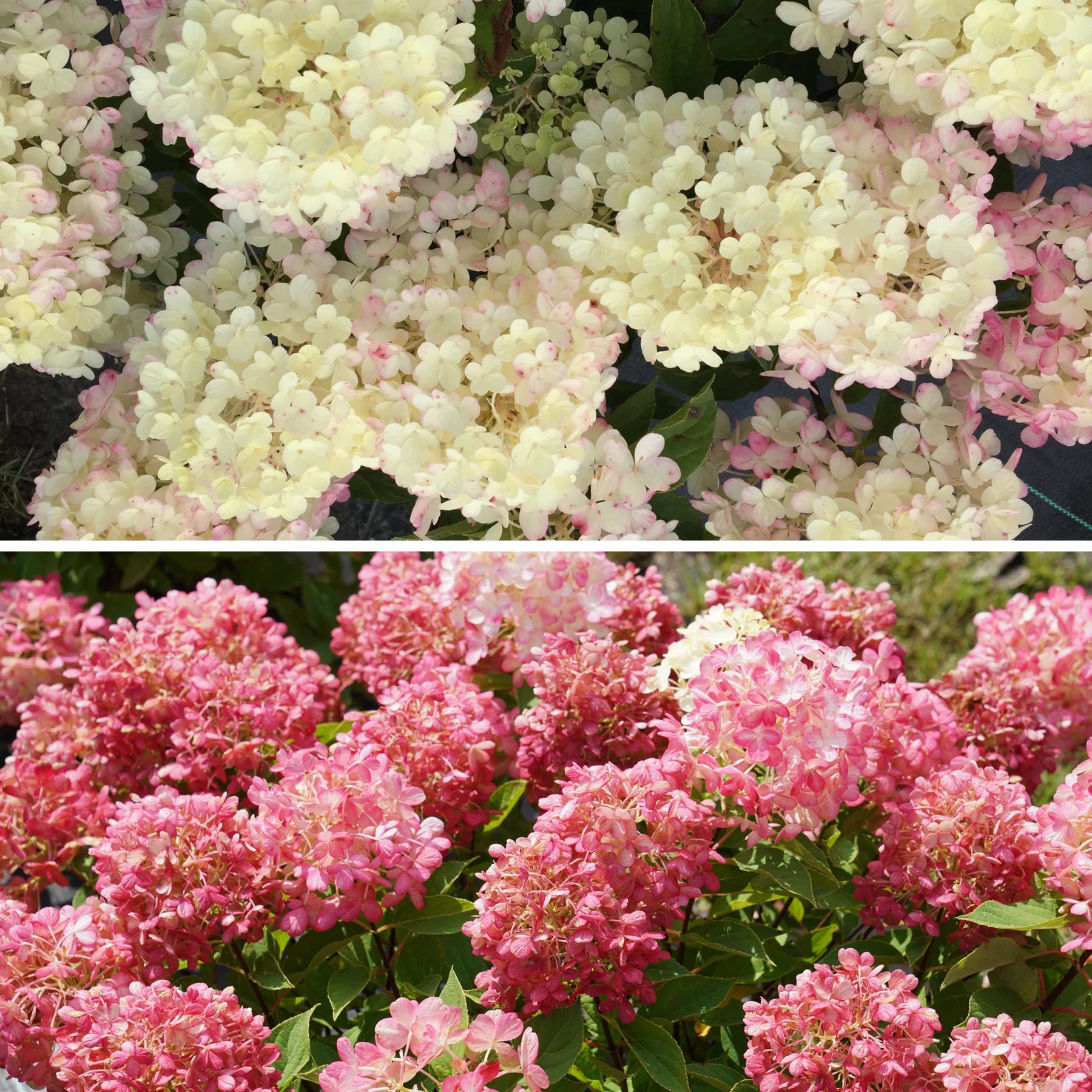 Proven Winners® Fire Light Tidbit® Panicle Hydrangea (paniculata)