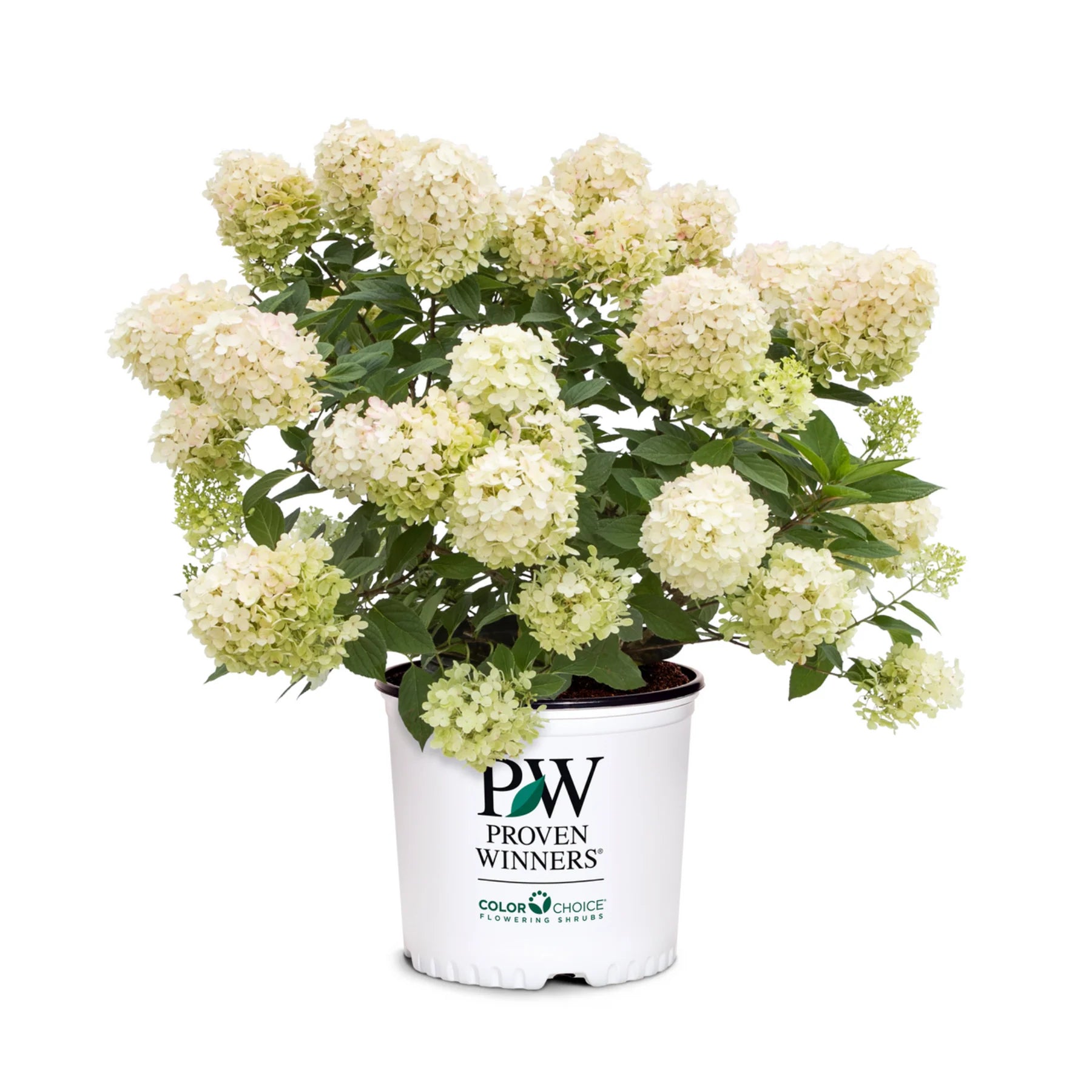 Proven Winners® Fire Light Tidbit® Panicle Hydrangea (paniculata)
