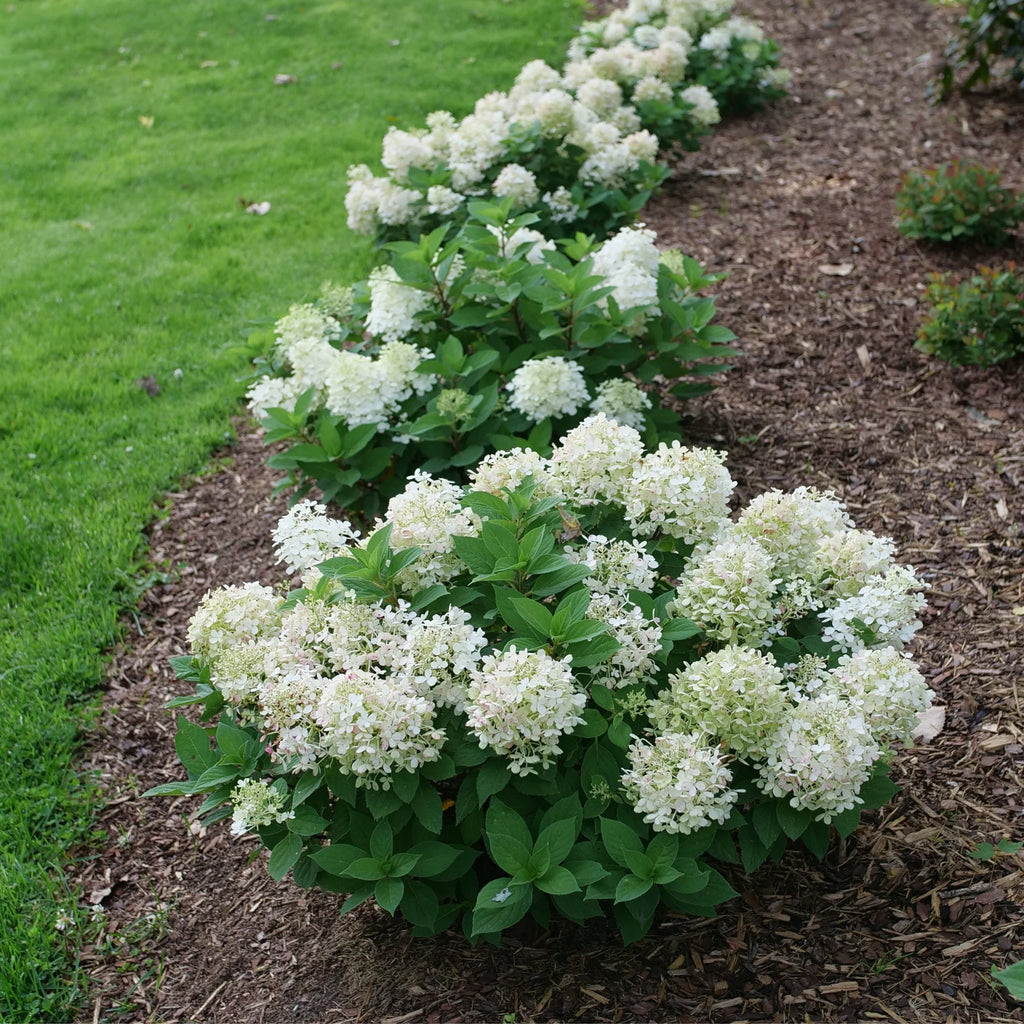 Proven Winners® Fire Light Tidbit® Panicle Hydrangea (paniculata)