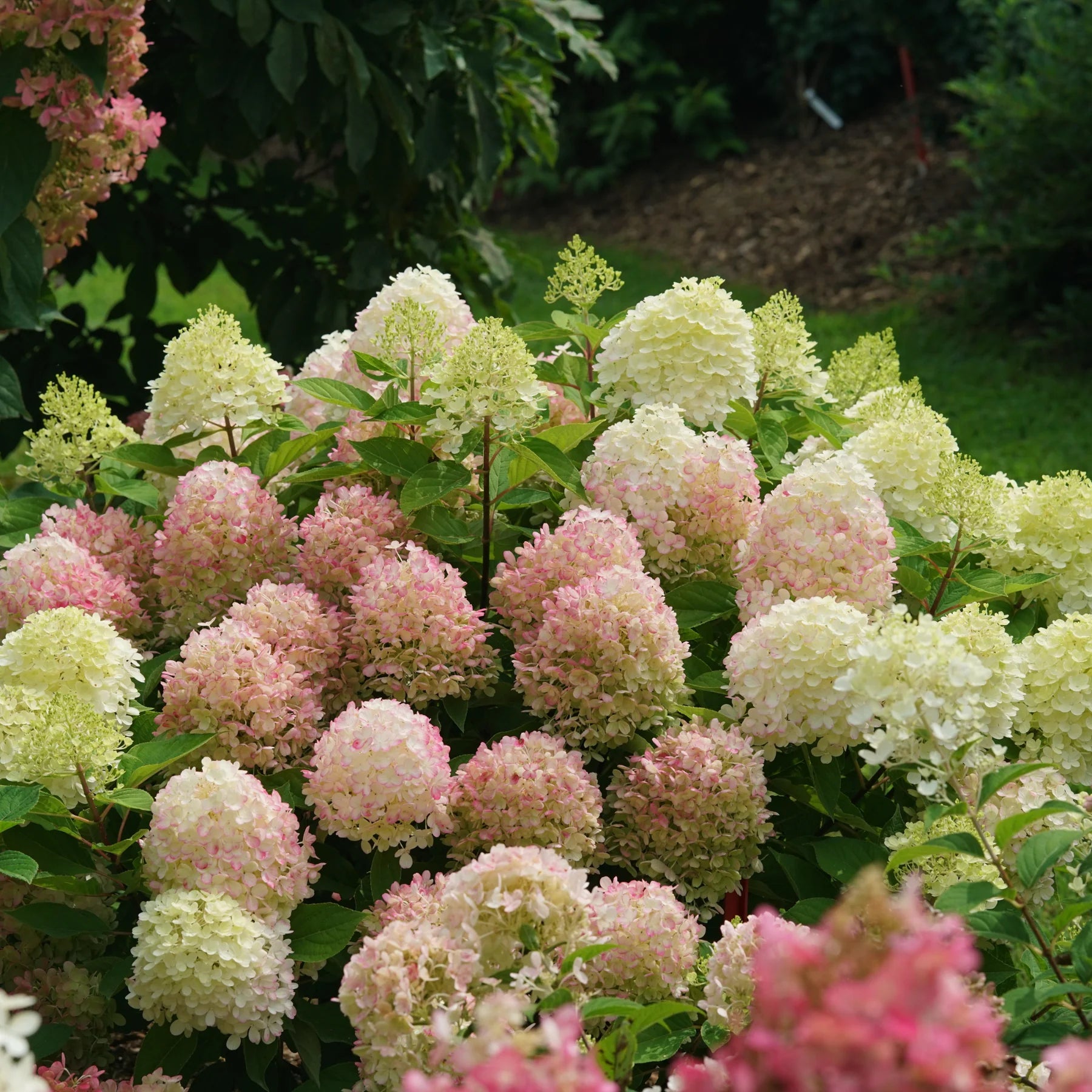 Proven Winners® Fire Light Tidbit® Panicle Hydrangea (paniculata)