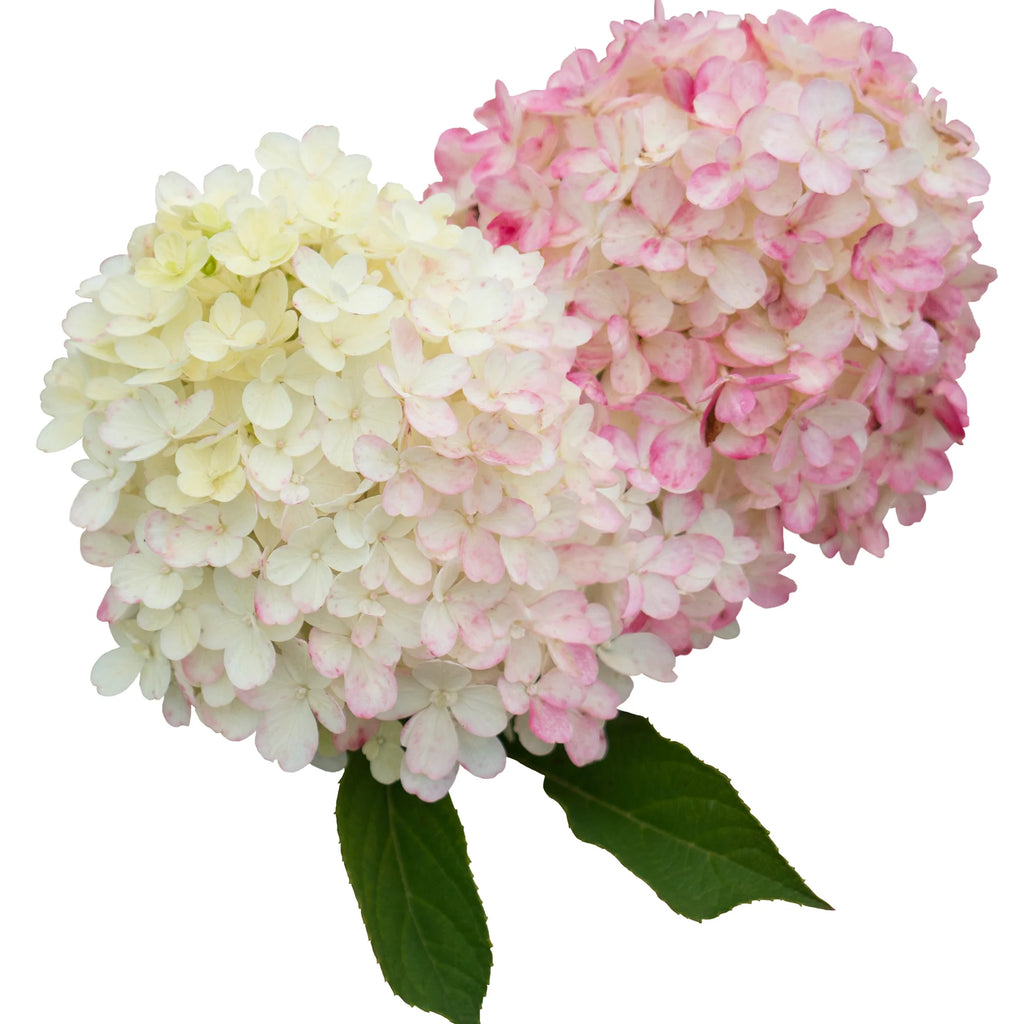 Proven Winners® Fire Light Tidbit® Panicle Hydrangea (paniculata)