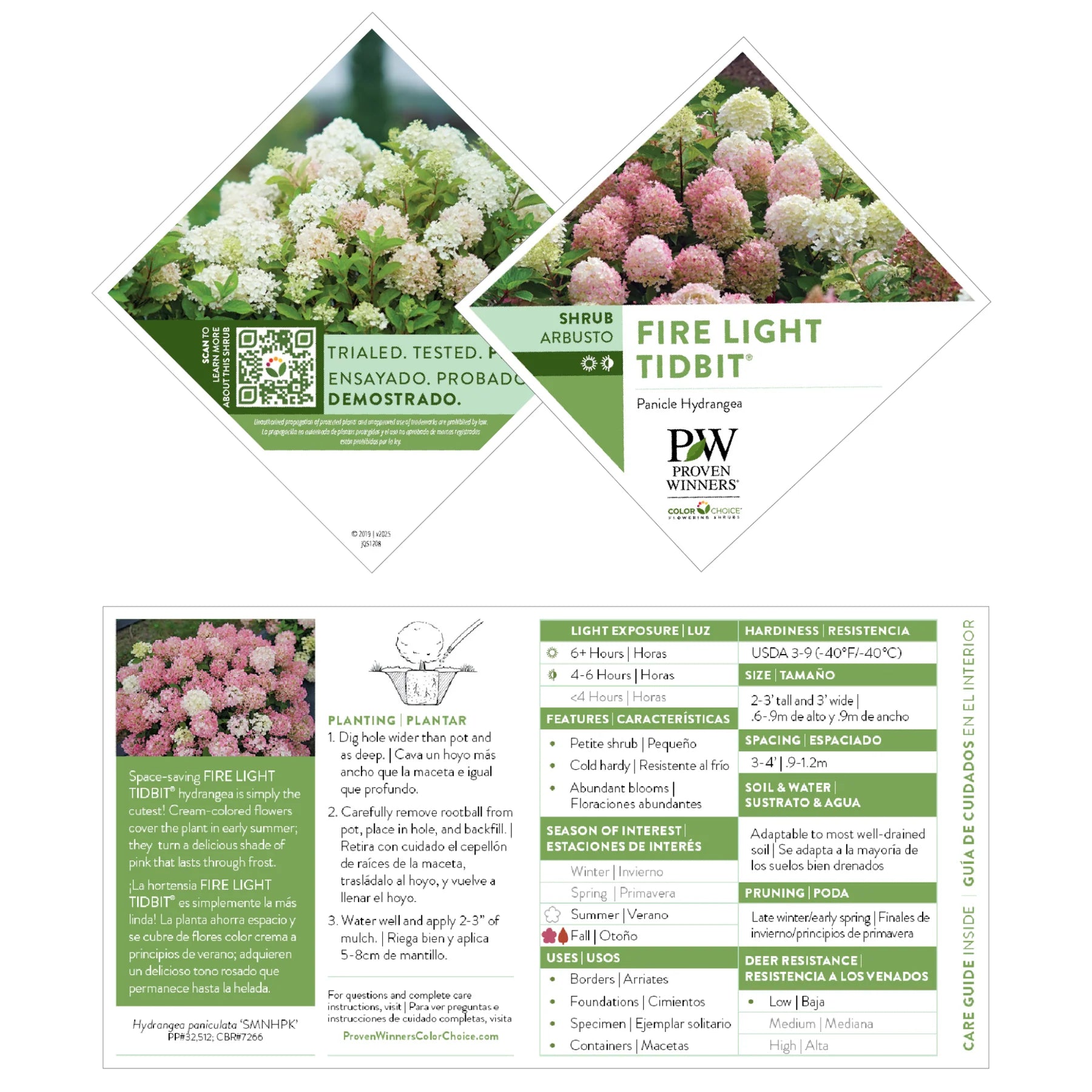 Proven Winners® Fire Light Tidbit® Panicle Hydrangea (paniculata)