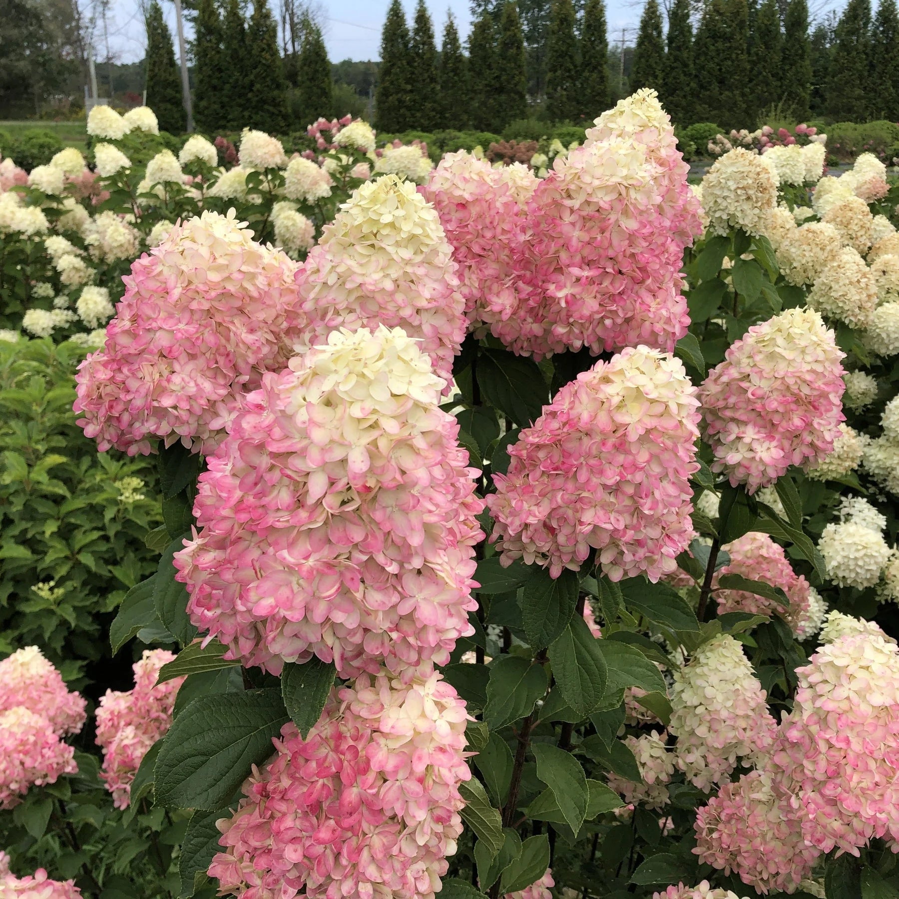 Proven Winners® Limelight Prime® Panicle Hydrangea (paniculata)