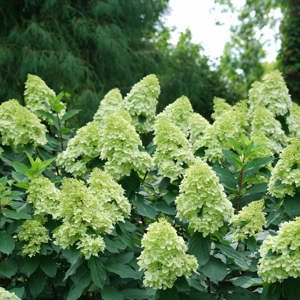 Proven Winners® Limelight Prime® Panicle Hydrangea (paniculata)