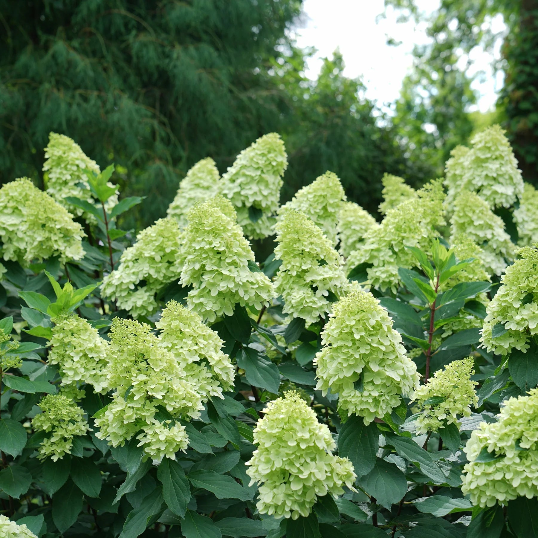 Proven Winners® Limelight Prime® Panicle Hydrangea (paniculata)