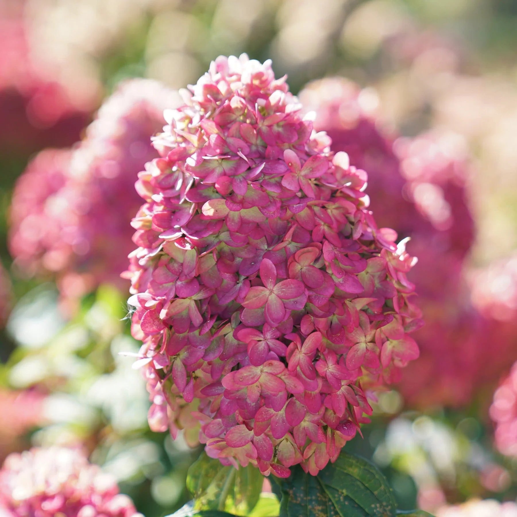 Proven Winners® Limelight Prime® Panicle Hydrangea (paniculata)