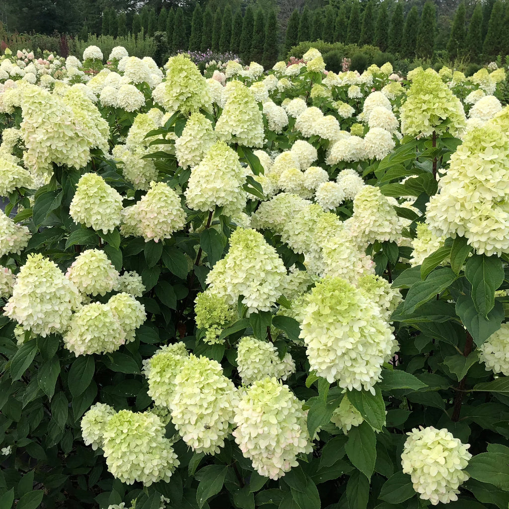 Proven Winners® Limelight Prime® Panicle Hydrangea (paniculata)