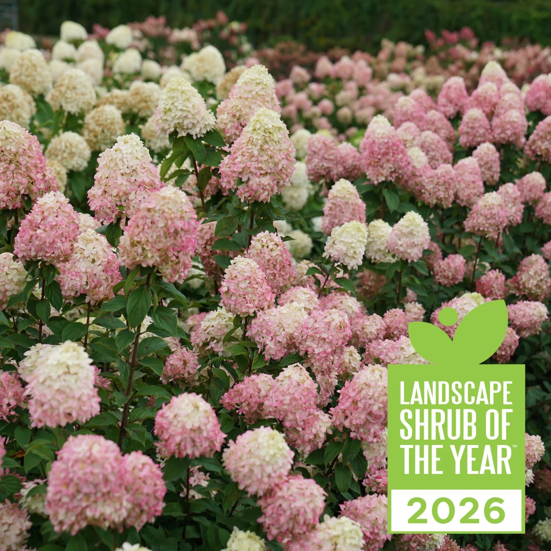 Proven Winners® Limelight Prime® Panicle Hydrangea (paniculata)