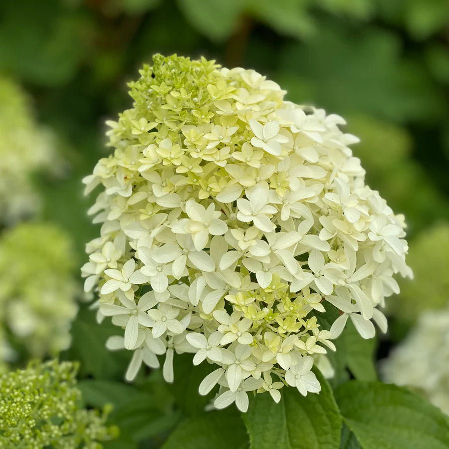 Proven Winners® Quick Fire Fab® Panicle Hydrangea (paniculata)