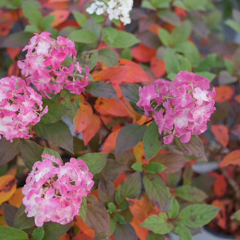 Proven Winners® Quick Fire Fab® Panicle Hydrangea (paniculata)