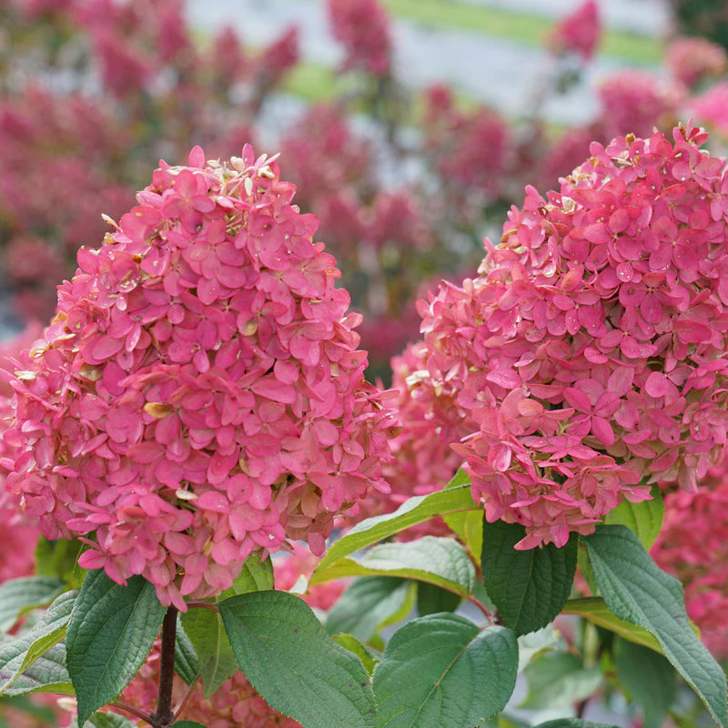 Proven Winners® Quick Fire Fab® Panicle Hydrangea (paniculata)
