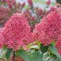 Proven Winners® Quick Fire Fab® Panicle Hydrangea (paniculata)