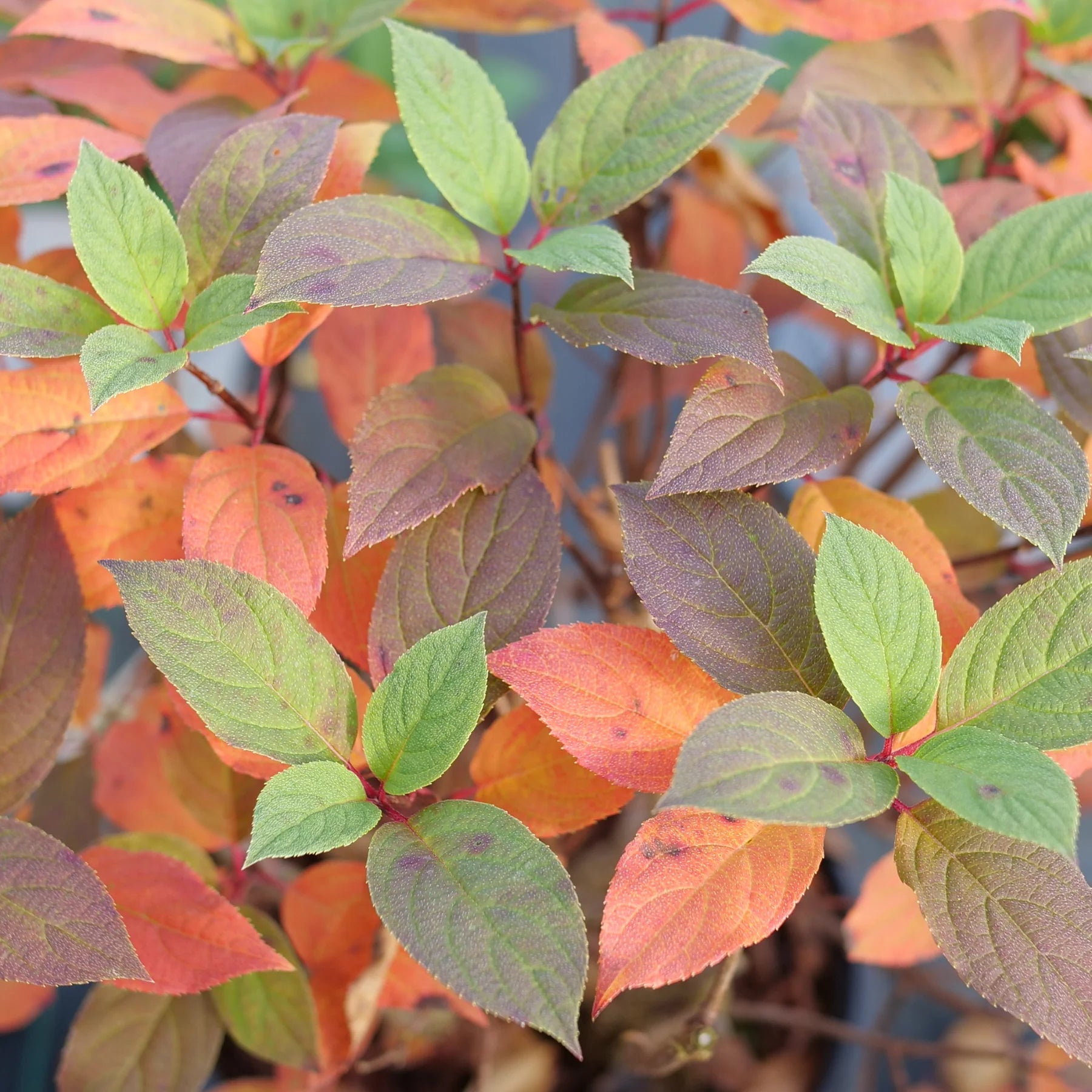 Proven Winners® Quick Fire Fab® Panicle Hydrangea (paniculata)