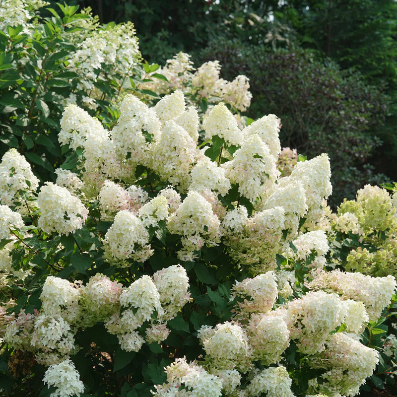 Proven Winners® Quick Fire Fab® Panicle Hydrangea (paniculata)