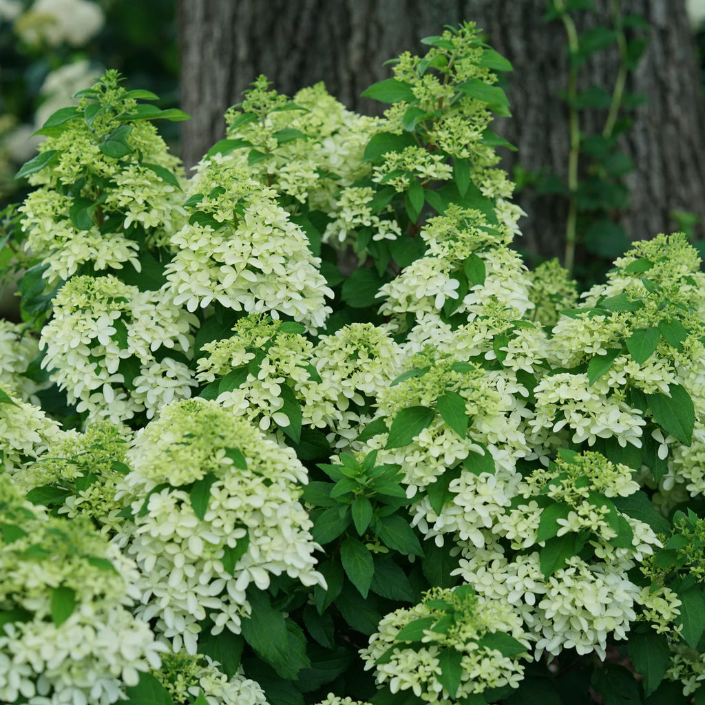 Proven Winners® Quick Fire Fab® Panicle Hydrangea (paniculata)