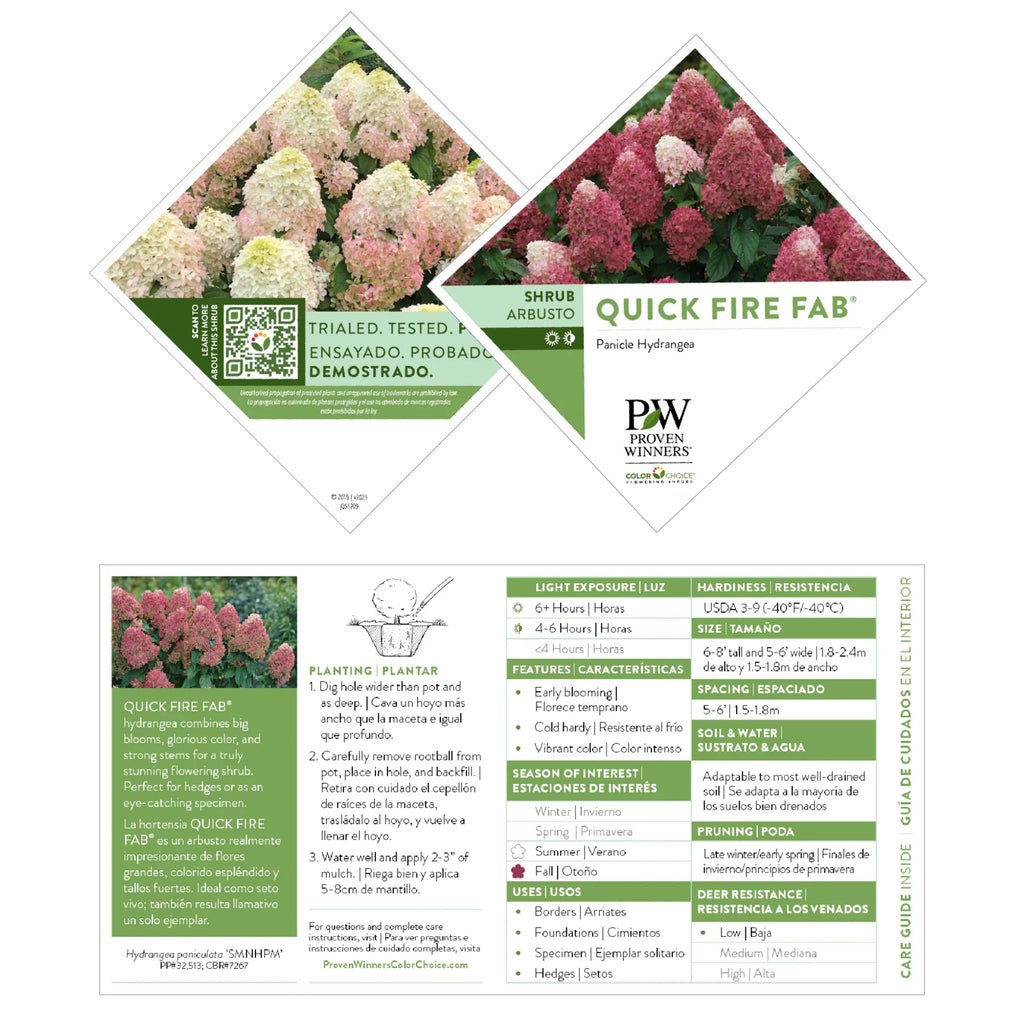 Proven Winners® Quick Fire Fab® Panicle Hydrangea (paniculata)