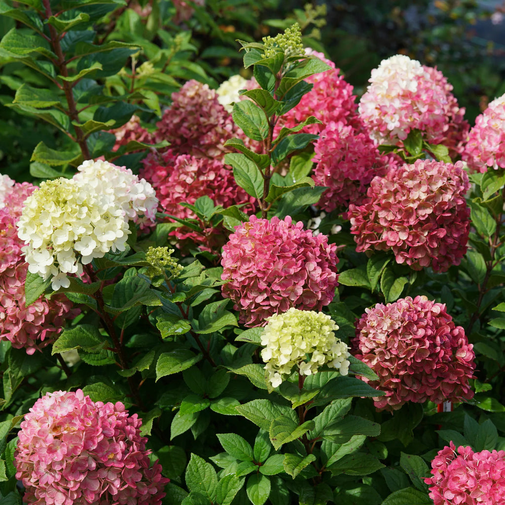 Proven Winners® Little Lime Punch® Panicle Hydrangea (paniculata)