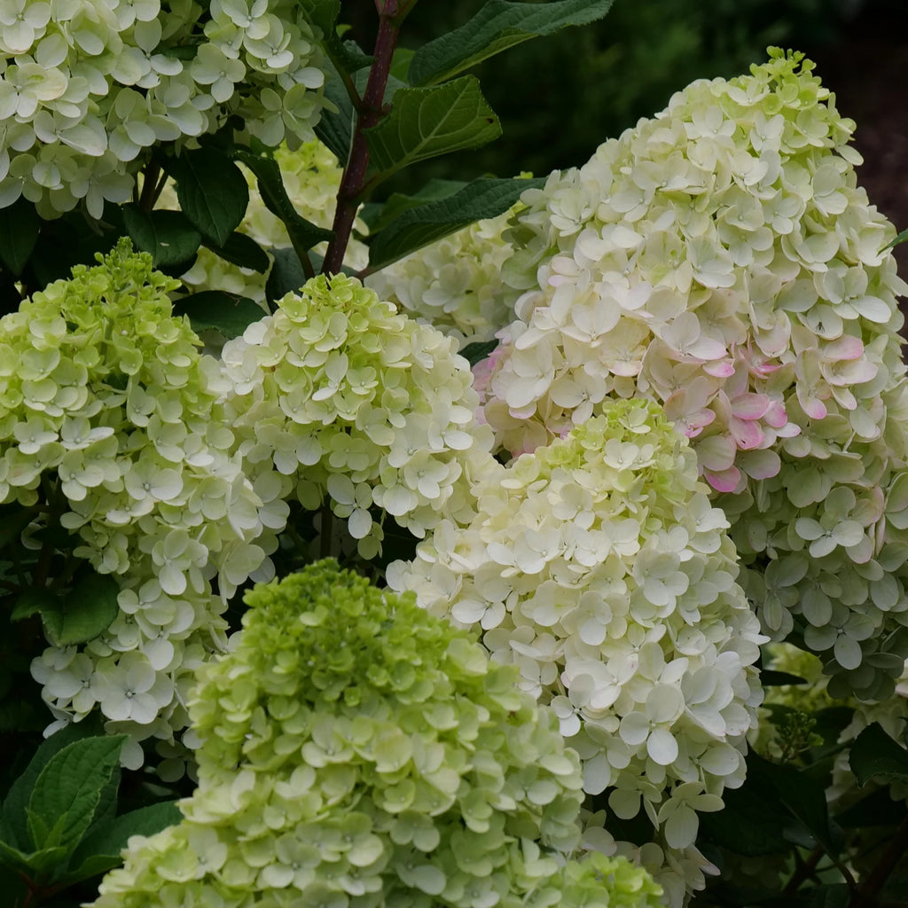 Proven Winners® Little Lime Punch® Panicle Hydrangea (paniculata)