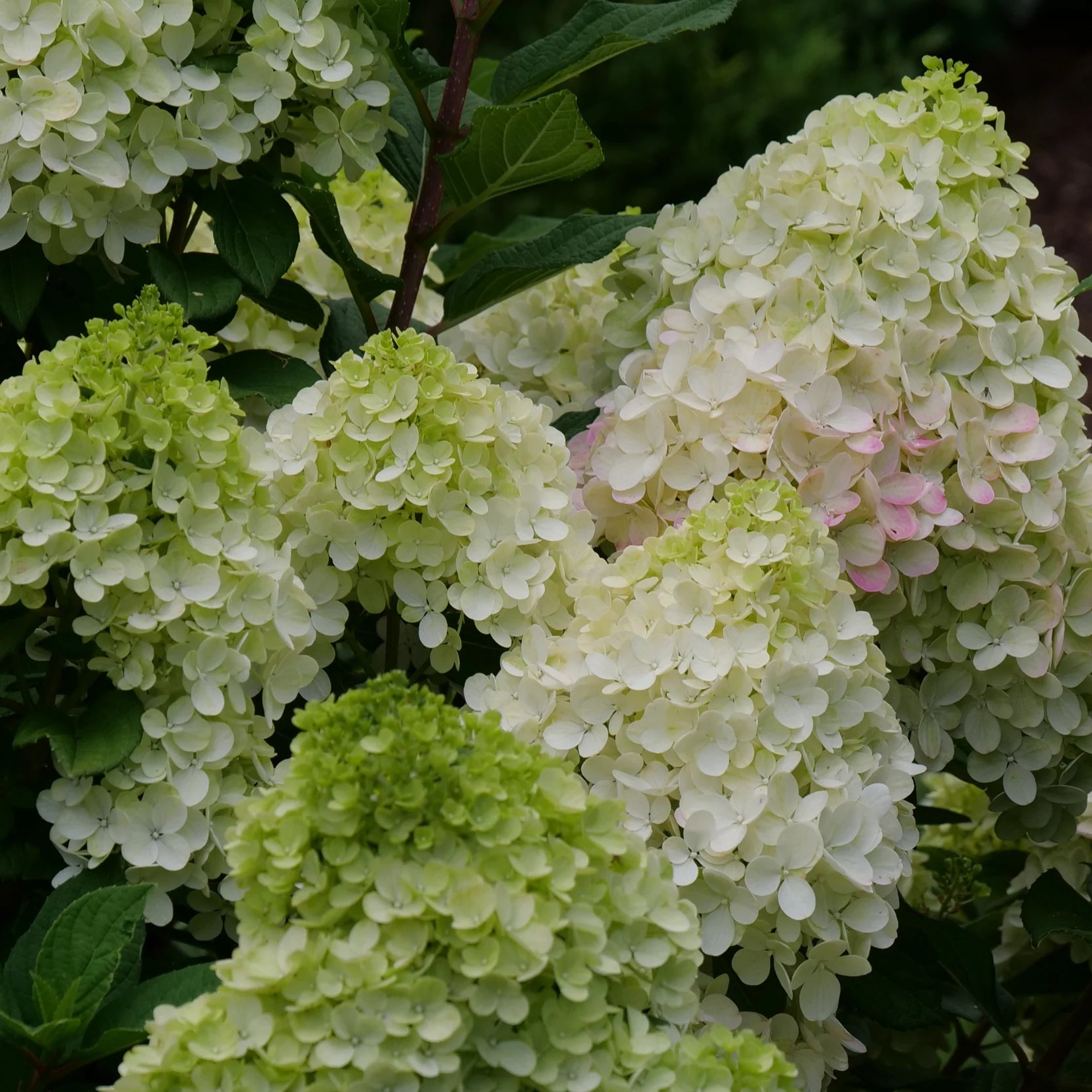 Proven Winners® Little Lime Punch® Panicle Hydrangea (paniculata)