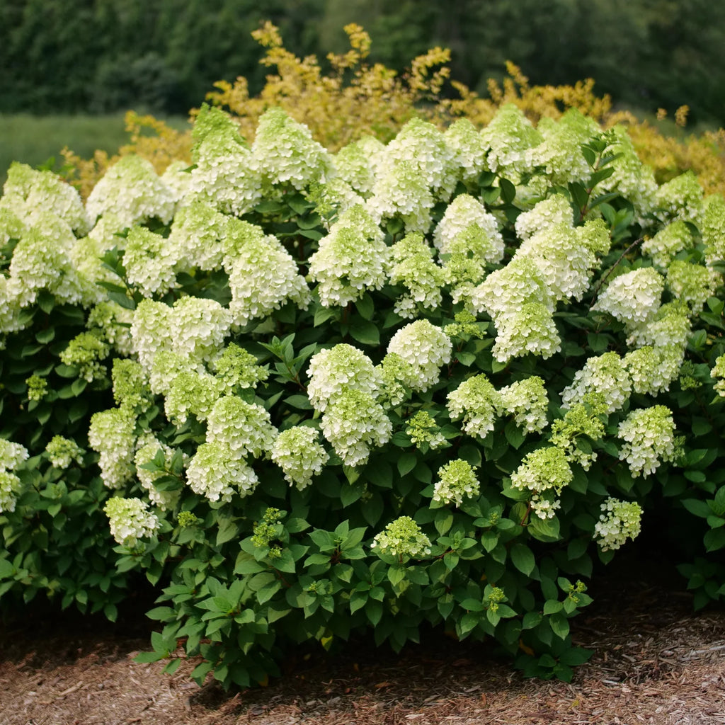 Proven Winners® Little Lime Punch® Panicle Hydrangea (paniculata)