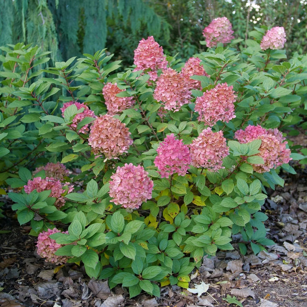 Proven Winners® Little Lime Punch® Panicle Hydrangea (paniculata)