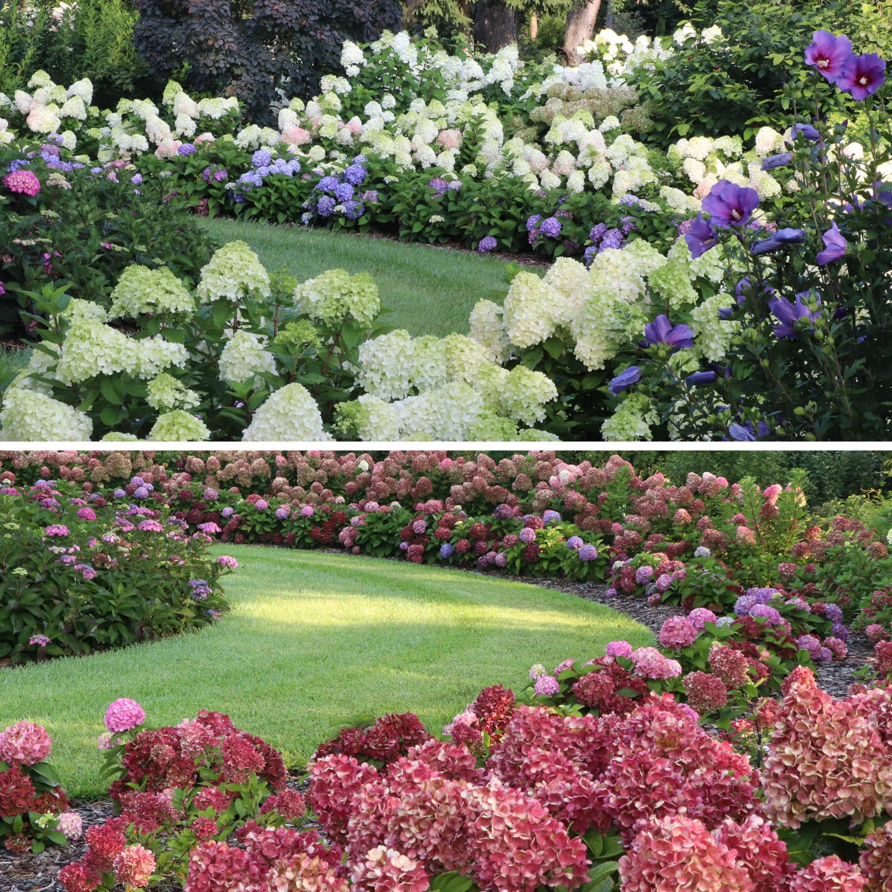 Proven Winners® Little Lime Punch® Panicle Hydrangea (paniculata)