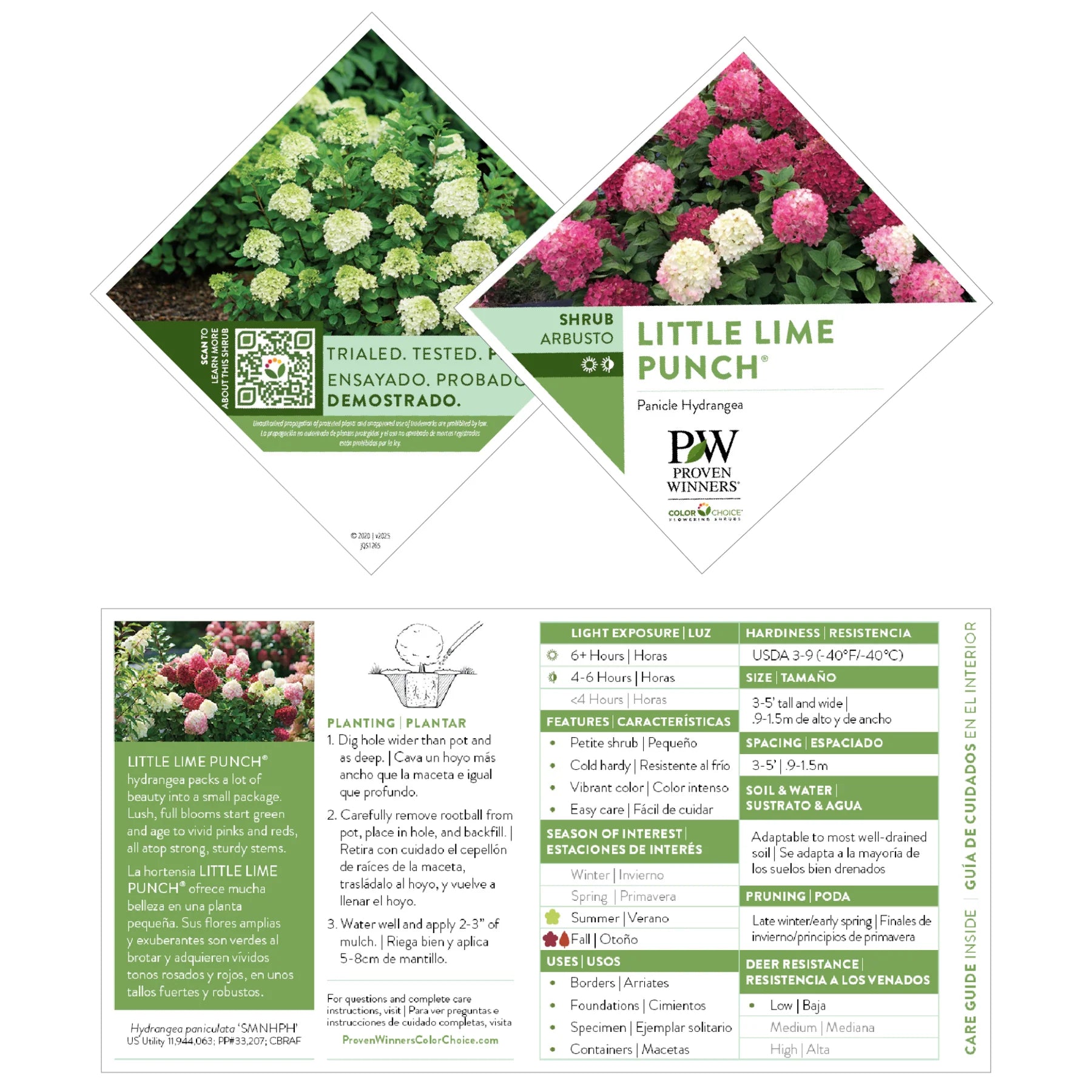Proven Winners® Little Lime Punch® Panicle Hydrangea (paniculata)