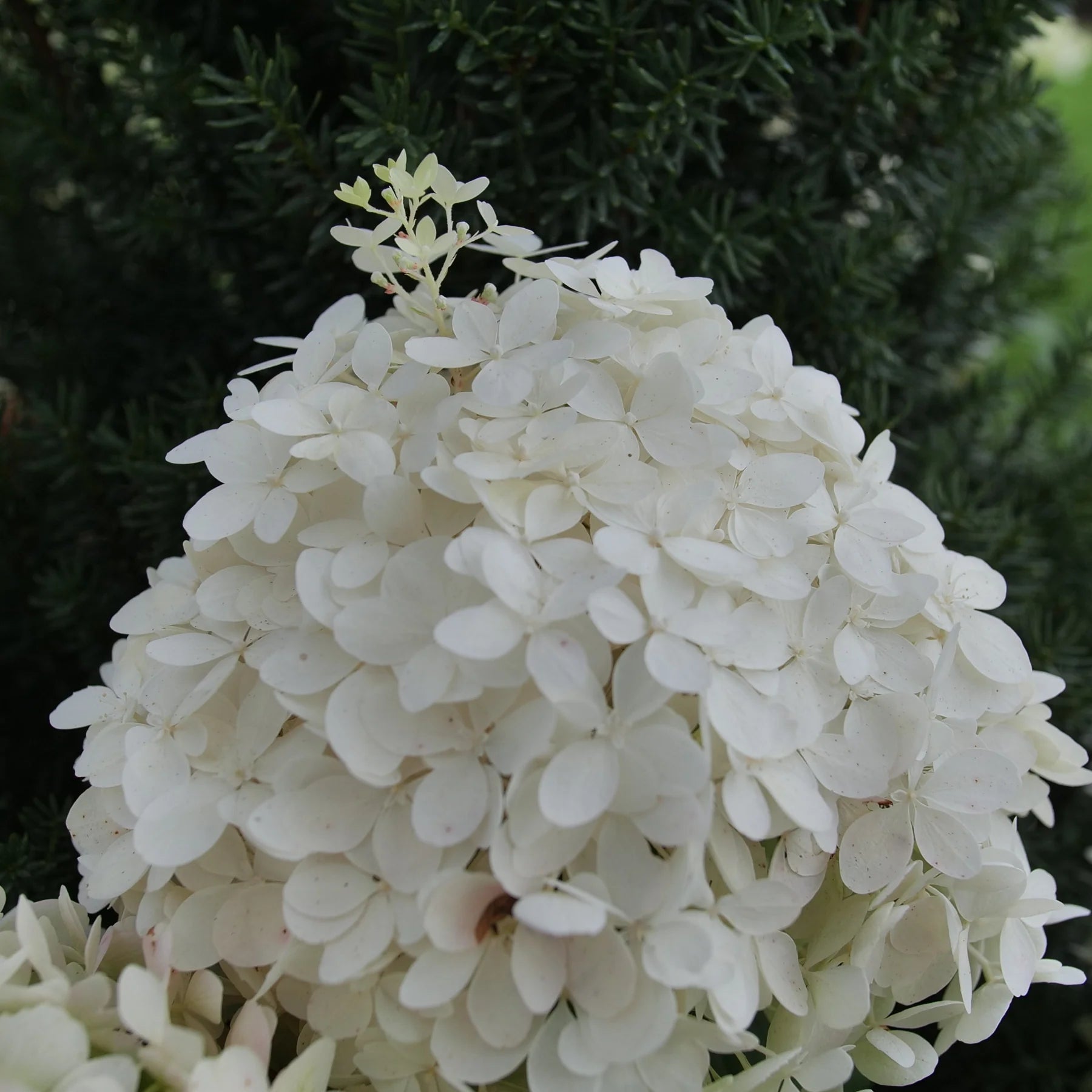 Proven Winners® Puffer Fish® Panicle Hydrangea (paniculata)
