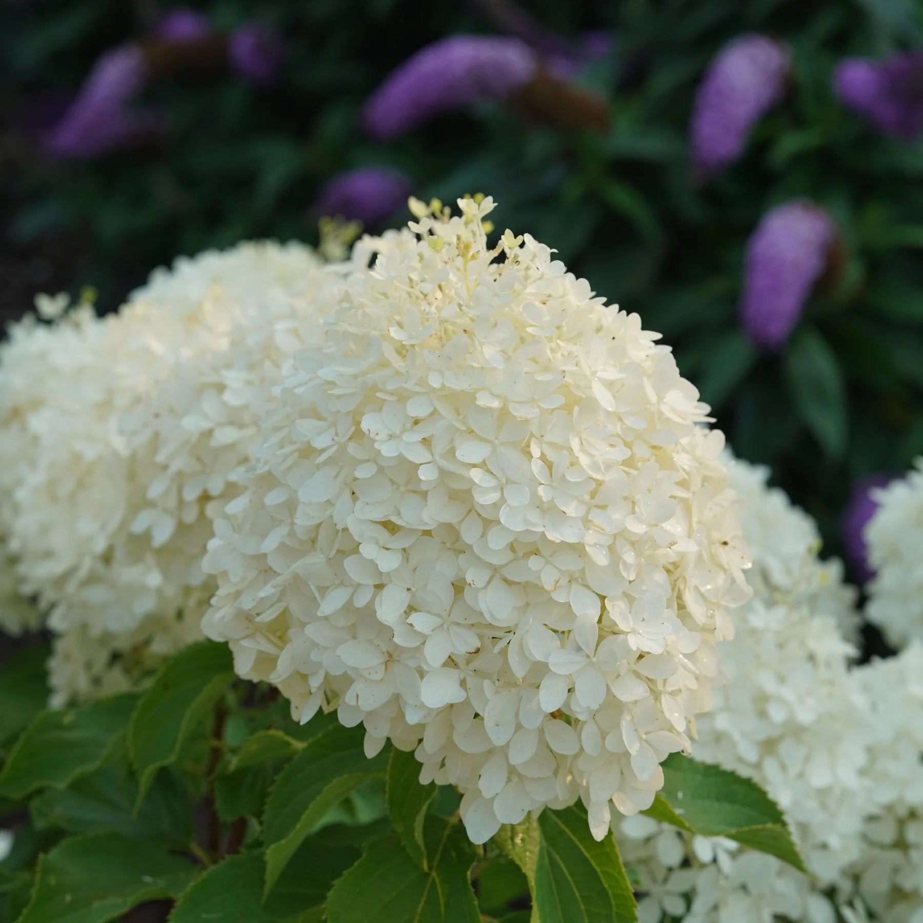 Proven Winners® Puffer Fish® Panicle Hydrangea (paniculata)