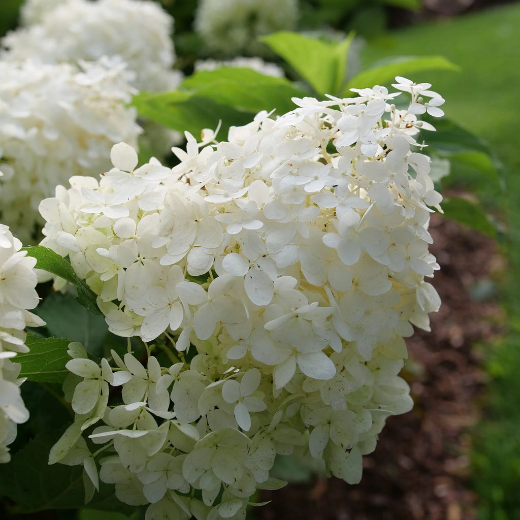 Proven Winners® Puffer Fish® Panicle Hydrangea (paniculata)