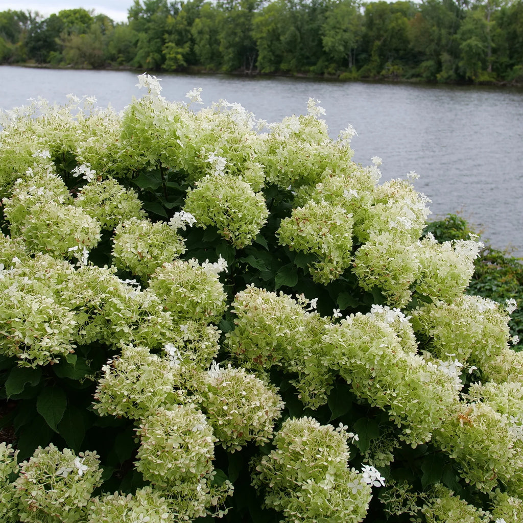 Proven Winners® Puffer Fish® Panicle Hydrangea (paniculata)